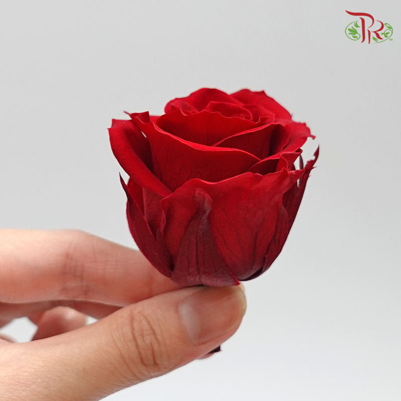 Preserved Rose Kanon M