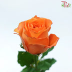 Rose 《玫瑰》