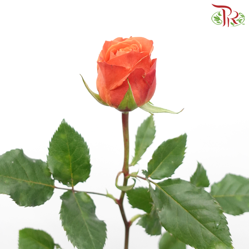 Rose - King’s Day (10 Stems)-Xiang Fei-China-prflorist.com.my