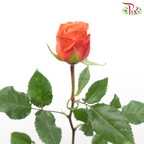 Rose - King’s Day (10 Stems)-Xiang Fei-China-prflorist.com.my