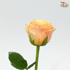Rose - Koi Carp (10 Stems)-Orange-China-prflorist.com.my