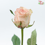 Rose - Libra (10 Stems)-Cream-China-prflorist.com.my