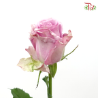 Rose - Lilac Serenade (10 Stems)-Lilac-China-prflorist.com.my