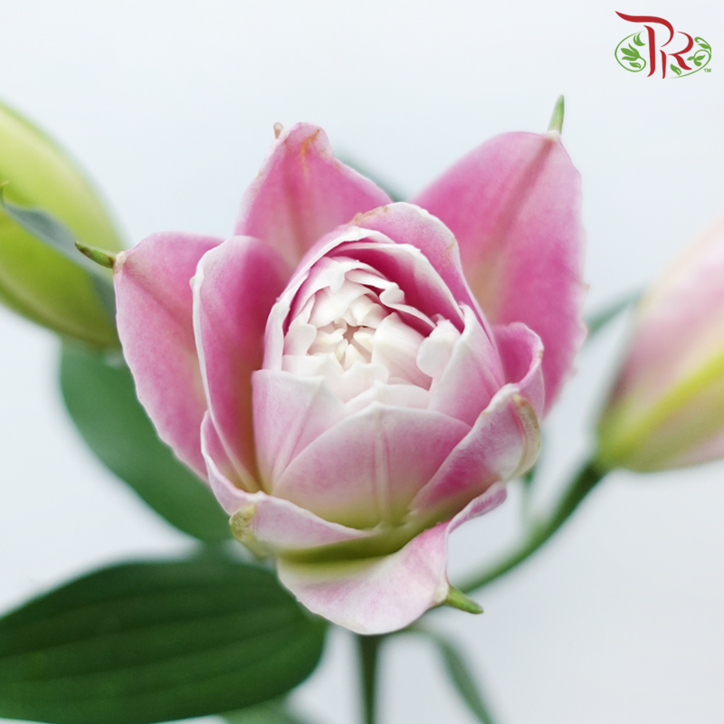 Rose Lily - Ciara / Mara Love / Gentle Breeze 3+ (5 Stems)-Pink-China-prflorist.com.my