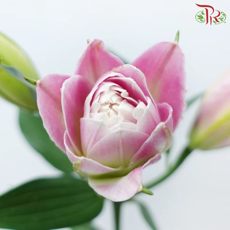 Rose Lily 3+ 《重瓣百合》