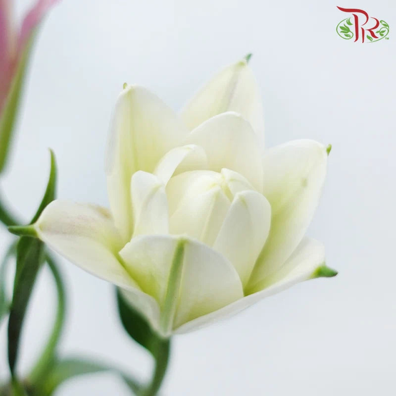 Rose Lily 3+ 《重瓣百合》