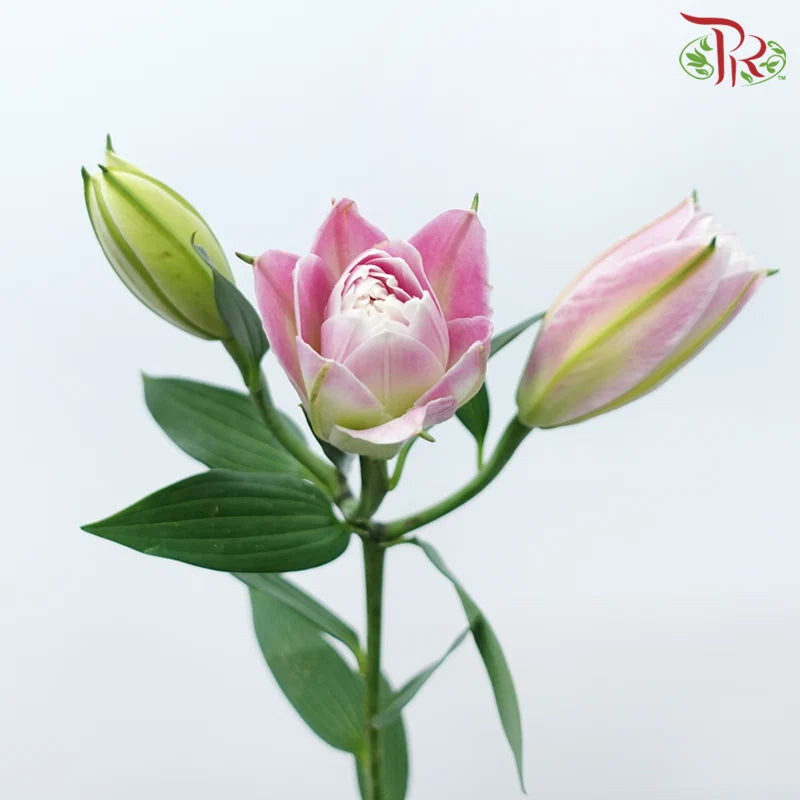Rose Lily 3+ 《重瓣百合》
