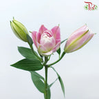 Rose Lily 3+ 《重瓣百合》