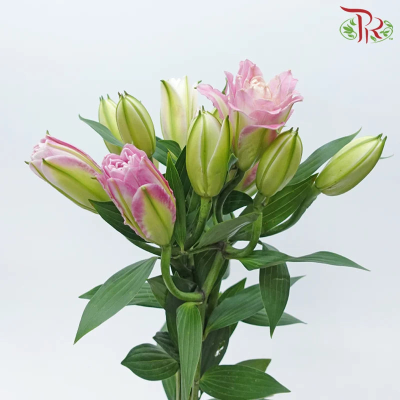 Rose Lily 3+ 《重瓣百合》