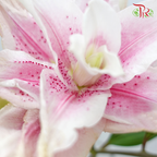 Rose Lily - Issabella 4+ (5 Stems)-Pink-China-prflorist.com.my