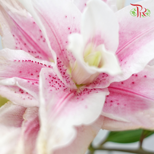 Rose Lily - Issabella 4+ (5 Stems)-Pink-China-prflorist.com.my