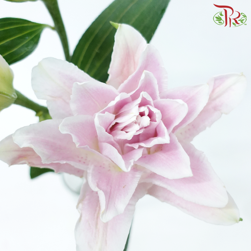 Rose Lily - Red Honey/ Diana Pink 3+ (5 Stems)-Pink-China-prflorist.com.my