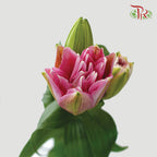 Rose Lily - Red Ribbon/ Youth/ Isabella +4 (5 Stems)-Pink-China-prflorist.com.my