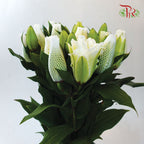 Rose Lily 3+ 《重瓣百合》