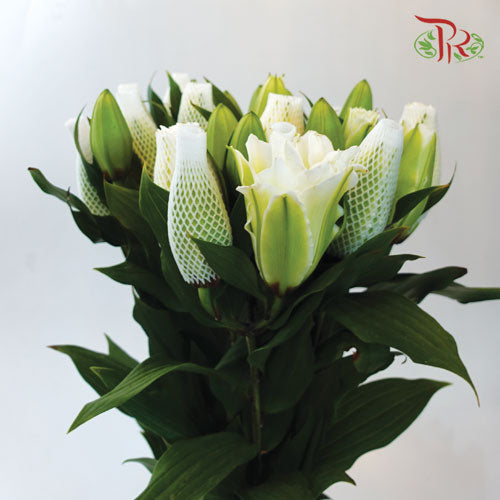 Rose Lily 3+ 《重瓣百合》