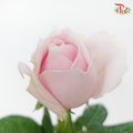 Rose - Local Pink Avalanche (10 Stems)-Pink-Malaysia-prflorist.com.my