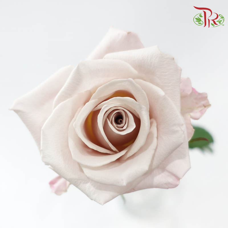 Rose Lovely Porcelain (No Net) - Manta (20 Stems)-China-prflorist.com.my