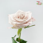 Rose Lovely Porcelain (No Net) - Manta (20 Stems)-China-prflorist.com.my