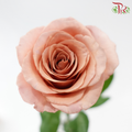 Rose Lovely Porcelain (No Net) - Moab (20 Stems)-China-prflorist.com.my