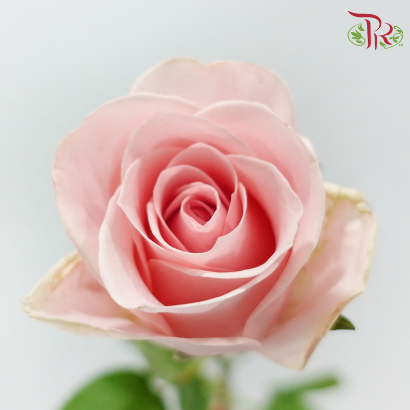 Rose Lovely Porcelain (No Net) - Pink Cupid (20 Stems)-China-prflorist.com.my