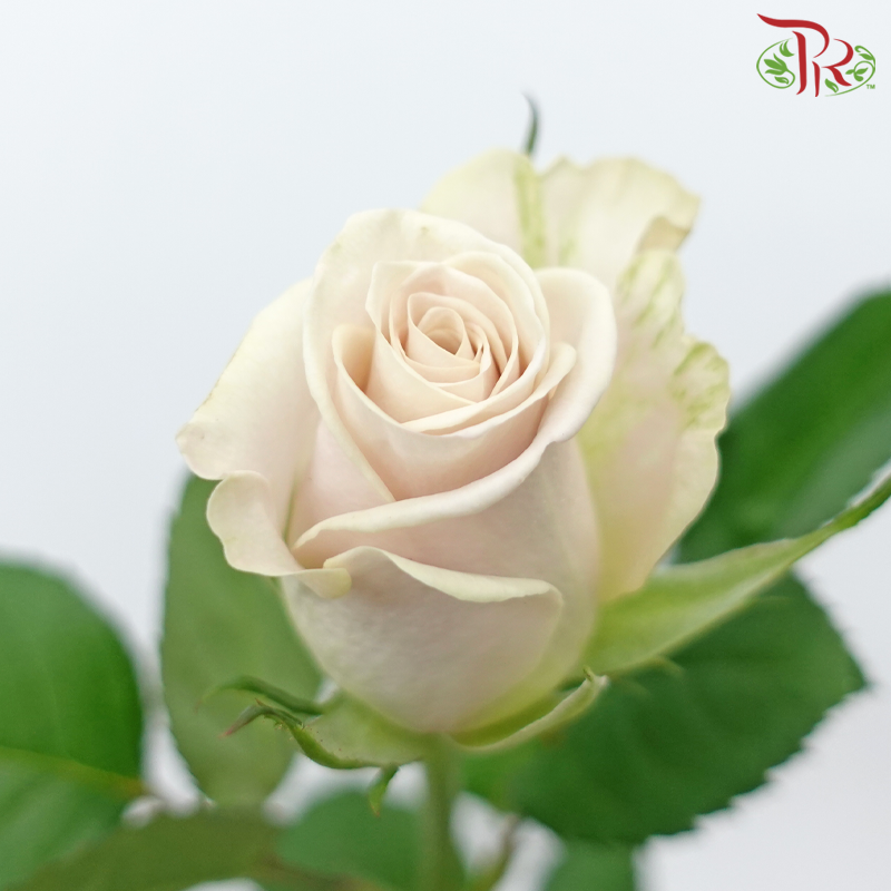 Rose - Manta Light Brown (20 Stems)-Manta-China-prflorist.com.my