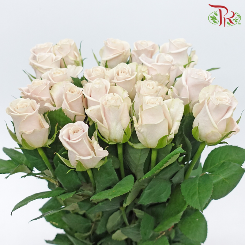 Rose - Manta Light Brown (20 Stems)-Manta-China-prflorist.com.my