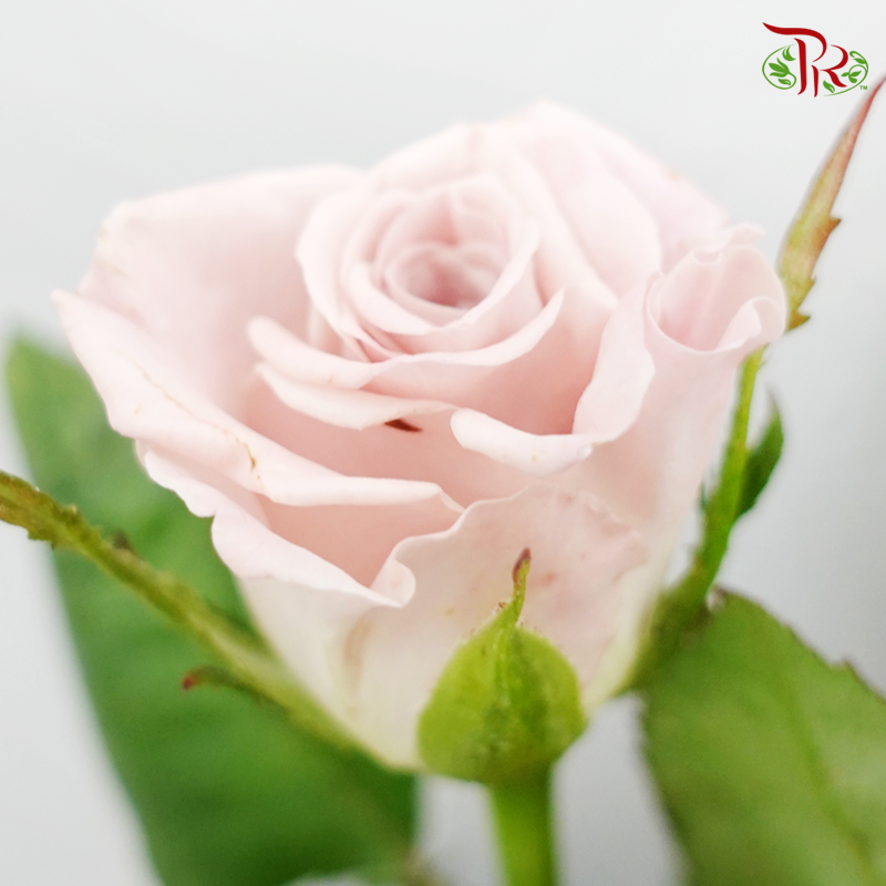 Rose - Manta Opera Mauve (10 Stems)-Purple-China-prflorist.com.my