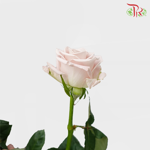 Rose - Manta Opera Mauve (10 Stems)-Purple-China-prflorist.com.my