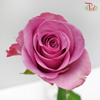 Rose - Mascara Lavender (10 Stems)-Purple-China-prflorist.com.my