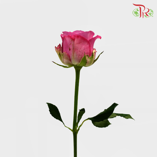 Rose - Mascara Lavender (10 Stems)-Purple-China-prflorist.com.my