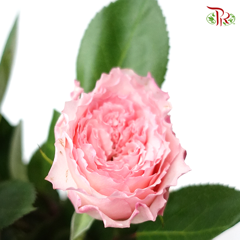 Rose Mayras - (10 Stems)-Pink-Kenya-prflorist.com.my