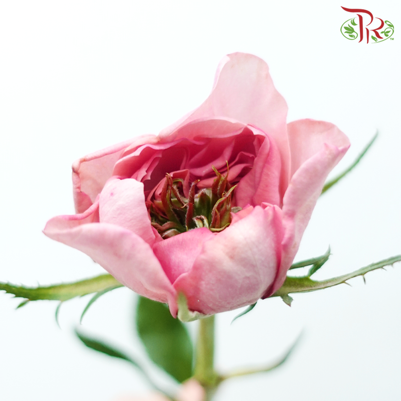Rose - Mei Qin (10 Stems)-Pink-China-prflorist.com.my
