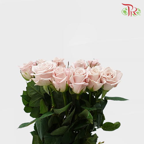 Rose Menta - (20 Stems)-China-prflorist.com.my