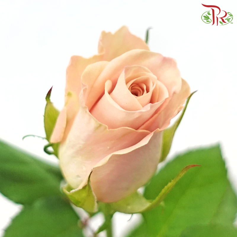 Rose Menta - Vintage / Light Brown (20 Stems)-Vintage Manta-China-prflorist.com.my