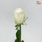 Rose - Milk Tea (10 Stems)-Cream-China-prflorist.com.my