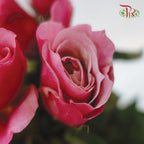 Rose - Miyabi (10 Stems)-Pink-Kenya-prflorist.com.my