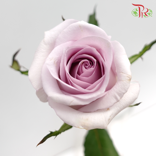 Rose Netting (AA) - Lilac (20 Stems)-Lilac-Malaysia-prflorist.com.my