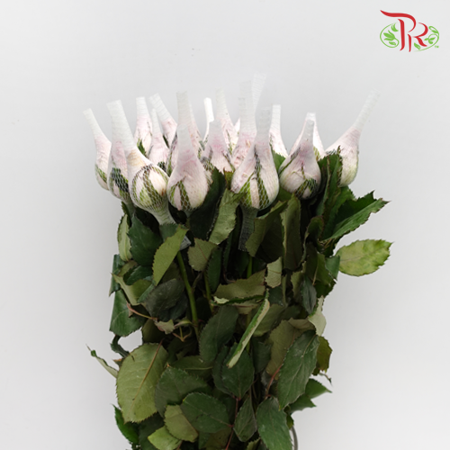 Rose Netting (AA) - Lilac (20 Stems)-Lilac-Malaysia-prflorist.com.my