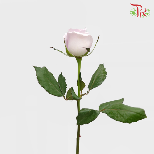 Rose Netting (AA) - Lilac (20 Stems)-Lilac-Malaysia-prflorist.com.my