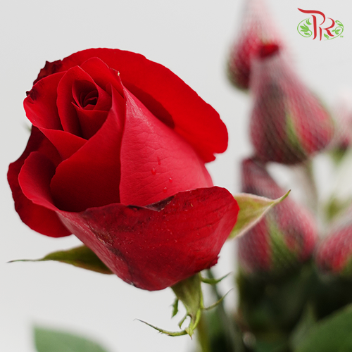 Rose Netting (AA) - Red (19-20 Stems)-Red-Malaysia-prflorist.com.my