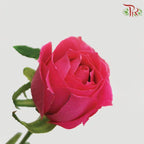 Rose Netting - Dark Pink (20 Stems)-Pink-China-prflorist.com.my