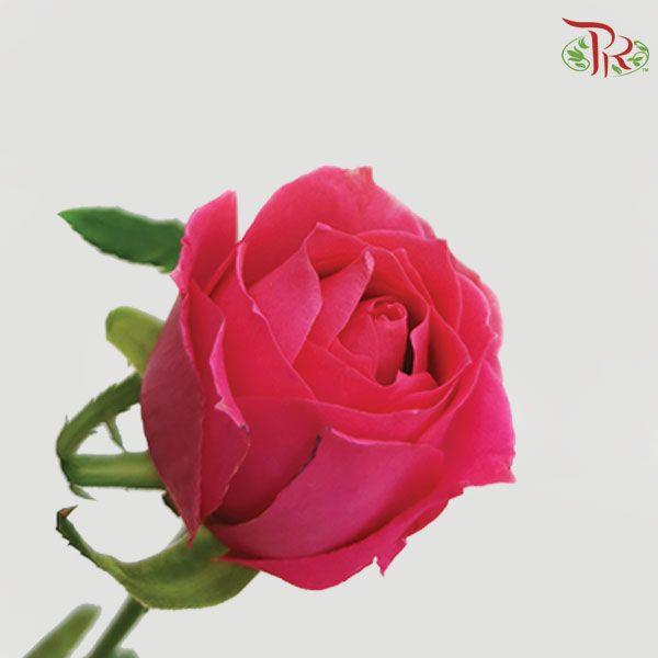 Rose Netting - Dark Pink (20 Stems)-Pink-China-prflorist.com.my