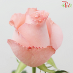 Rose Netting - Diana Pink (20 Stems)-Pink-China-prflorist.com.my