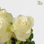 Rose Netting - White (20 Stems)-White-China-prflorist.com.my