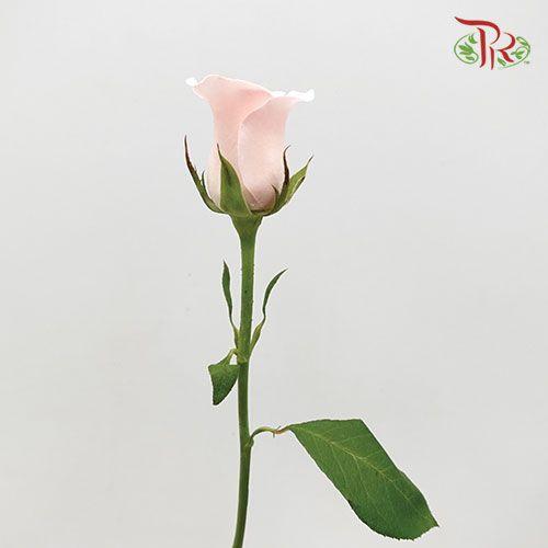 Rose - Nirvana (10 Stems)-Pink-China-prflorist.com.my