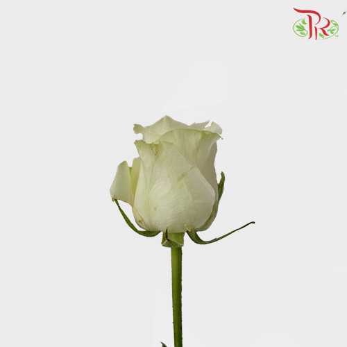 Rose No Net - White (10 Stems)-White-China-prflorist.com.my