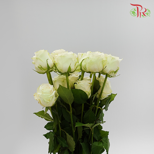 Rose No Net - White (10 Stems)-White-China-prflorist.com.my