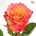 Rose Ohara Uhuru Free Spirit - (10 Stems)-Kenya-prflorist.com.my