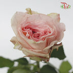 Rose Ohara Uhuru - Pink (10 Stems)-Pink-Kenya-prflorist.com.my