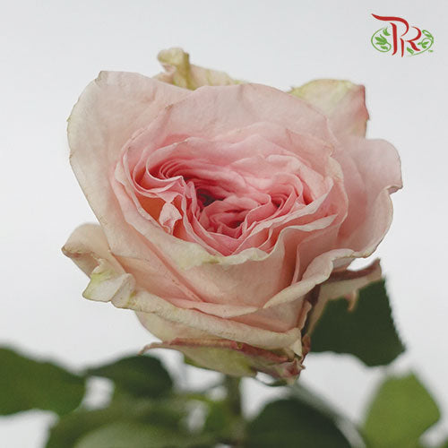 Rose Ohara Uhuru - Pink (10 Stems)-Pink-Kenya-prflorist.com.my